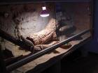 Bartagamen Terrarium