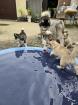 Pomsky Welpen mit Papieren in echter Mini Husky Optik